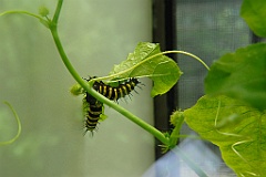 0690 Butterfly Sanctuary Kuranda